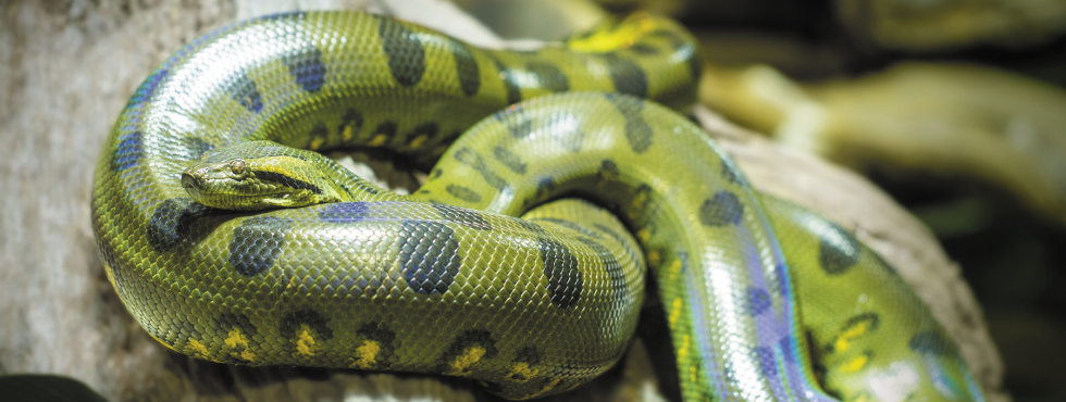 Python: Zarządzanie Pakietami